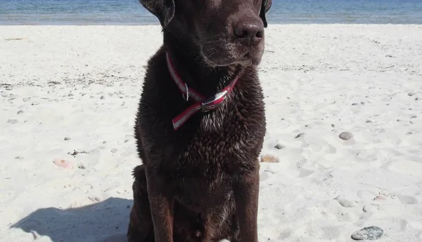 Labradors Of The Sea