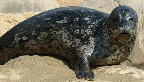 Grey Seal on British Isles
