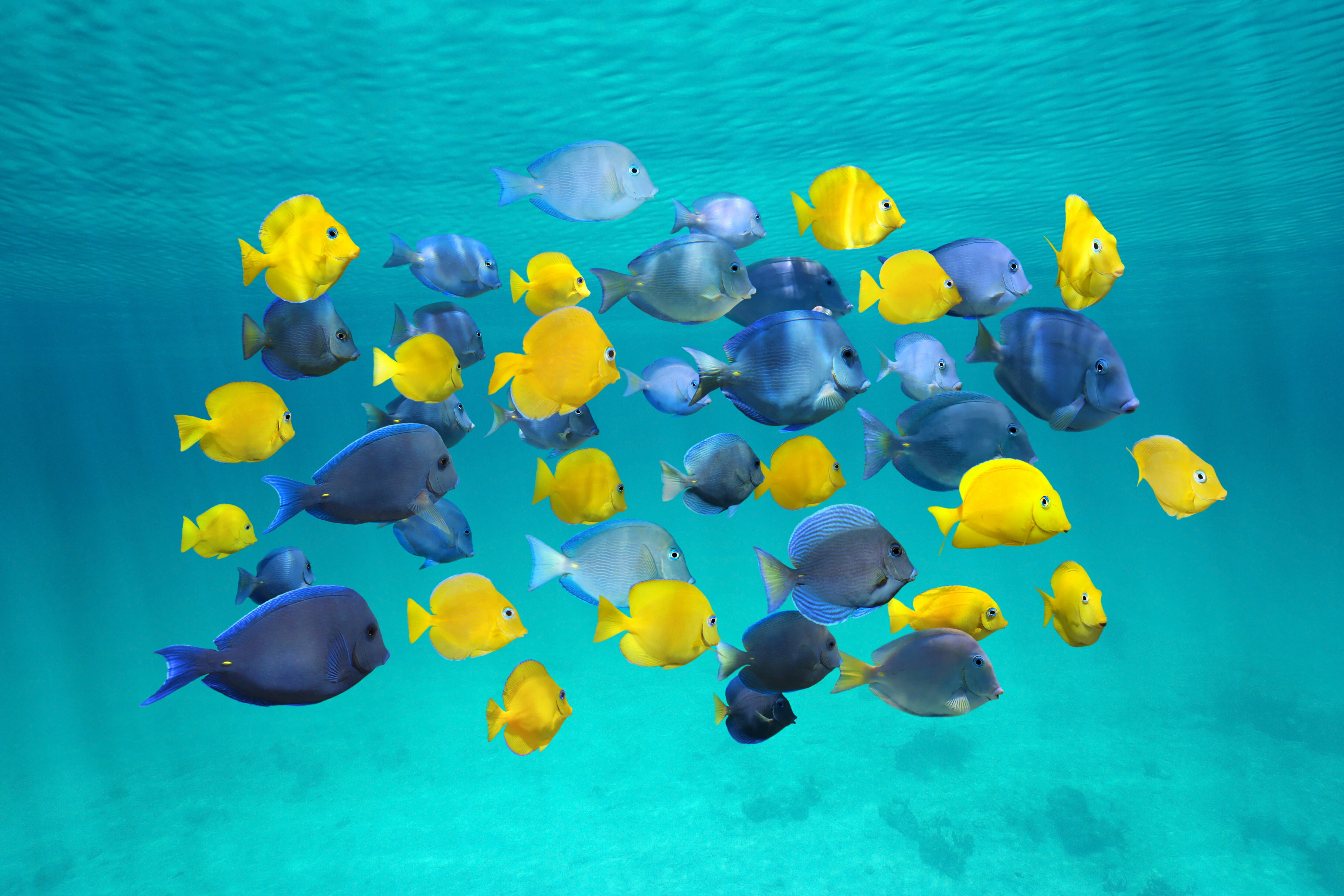 9548 Shutterstock 296840156 School Of Blue Tang And Juvenile Blue Tang Fish (1)