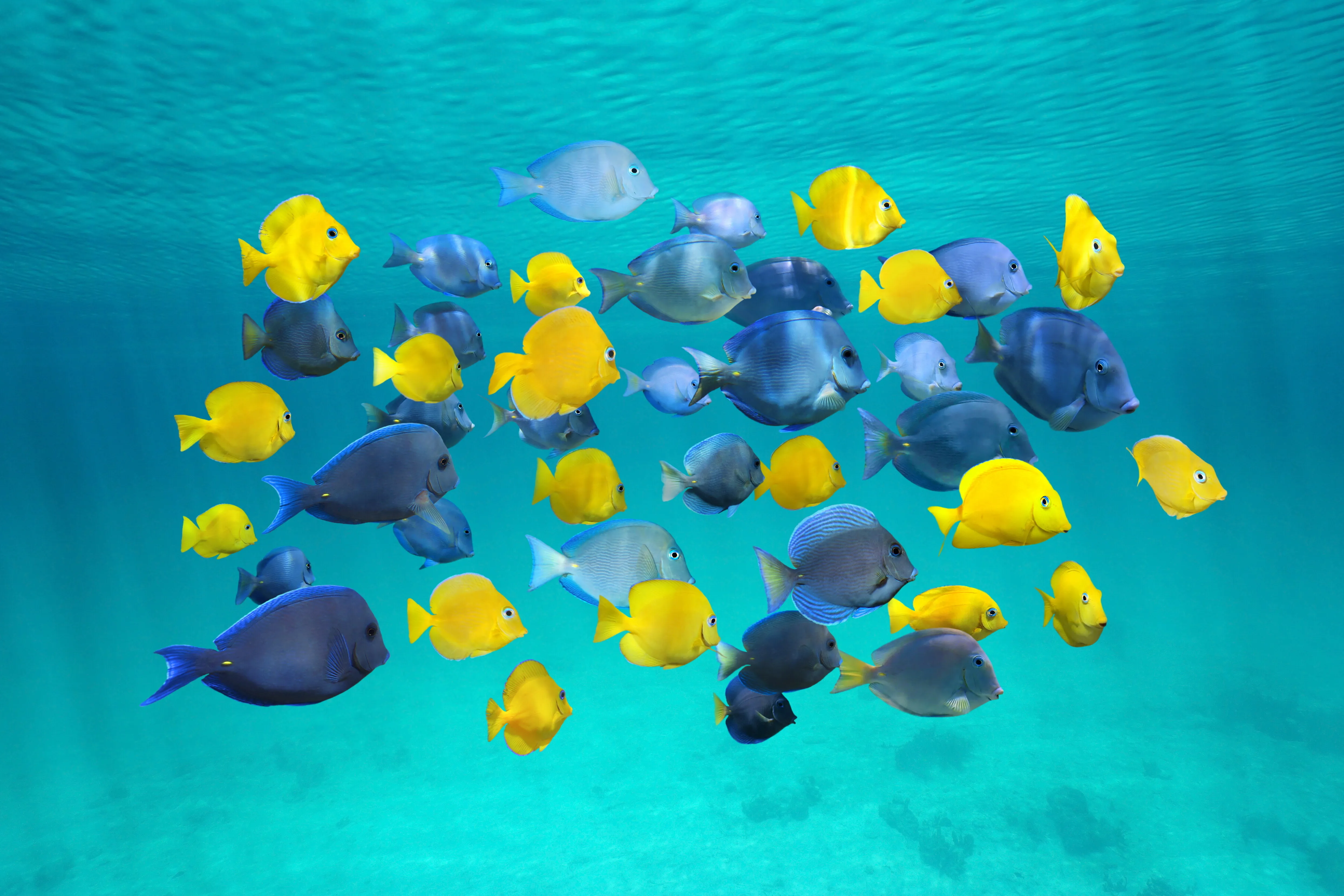 9548 Shutterstock 296840156 School Of Blue Tang And Juvenile Blue Tang Fish (1)