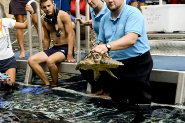 Turtle Poor Knights 10