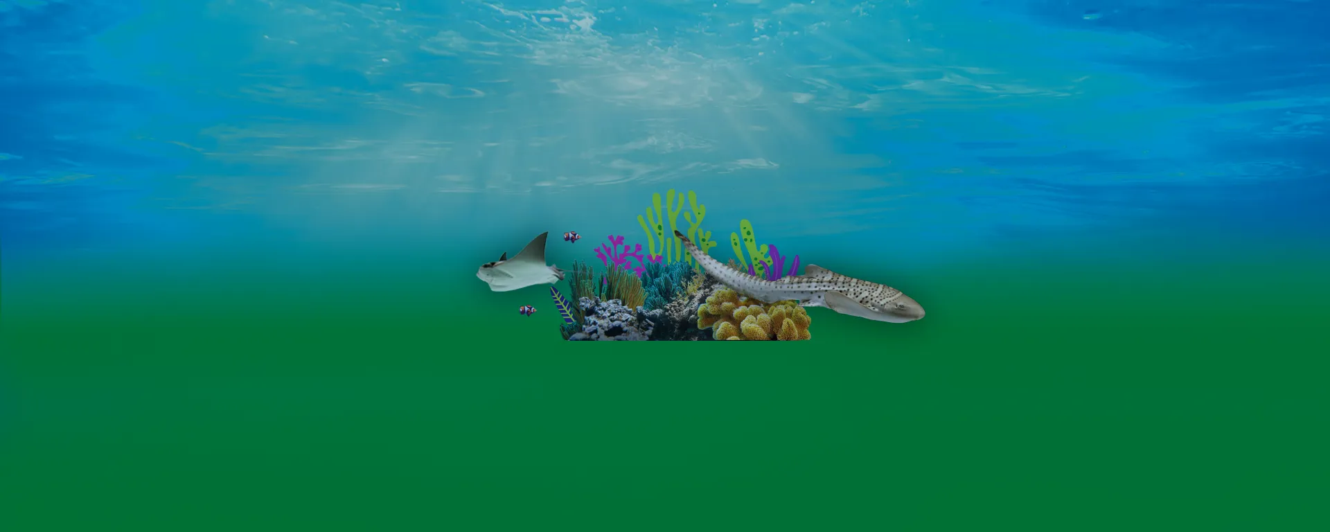Header Strips 1920X768 Sharks