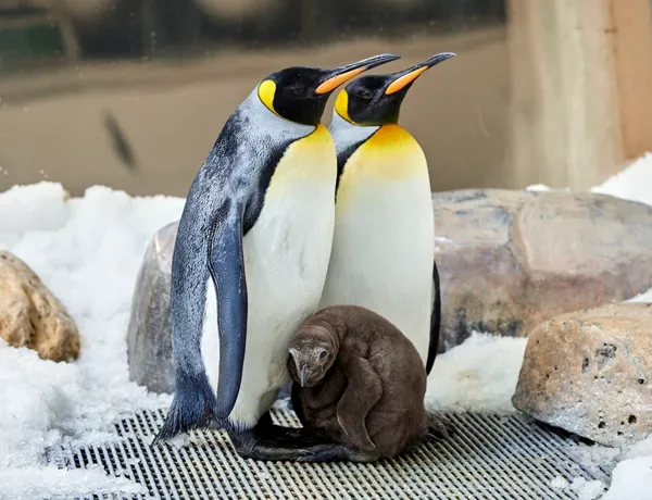 Penguin Pesto