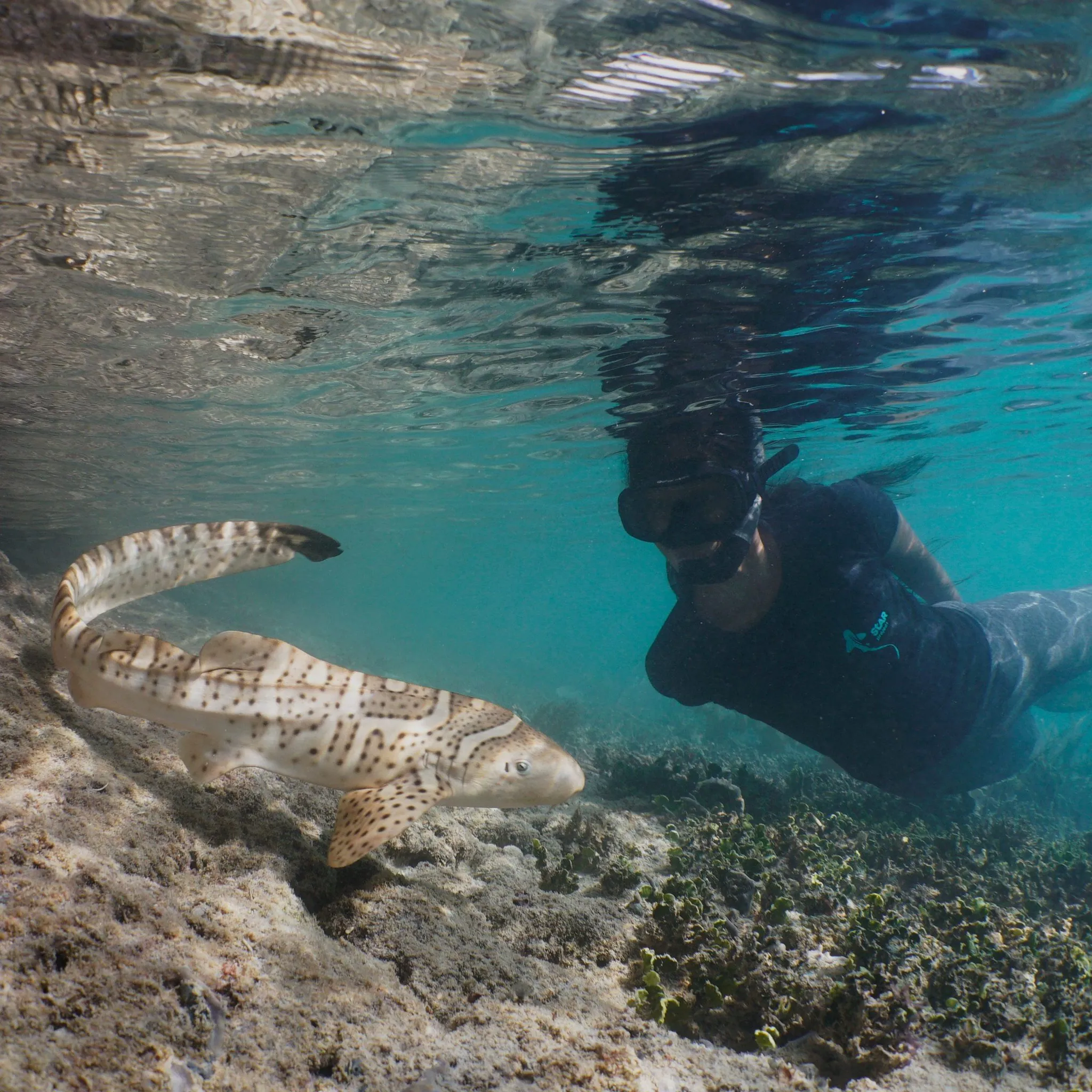 Zebra shark conservation
