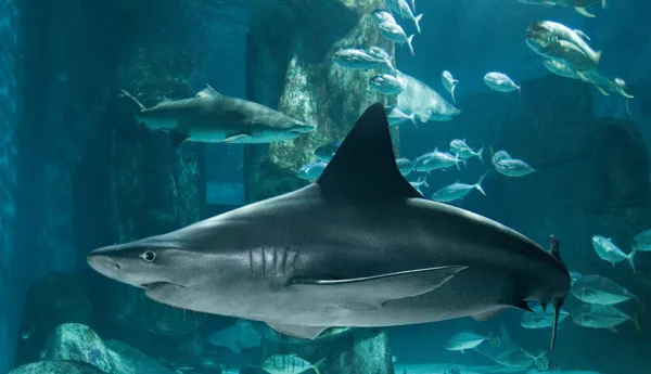 Brown shark