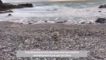 Pup Release