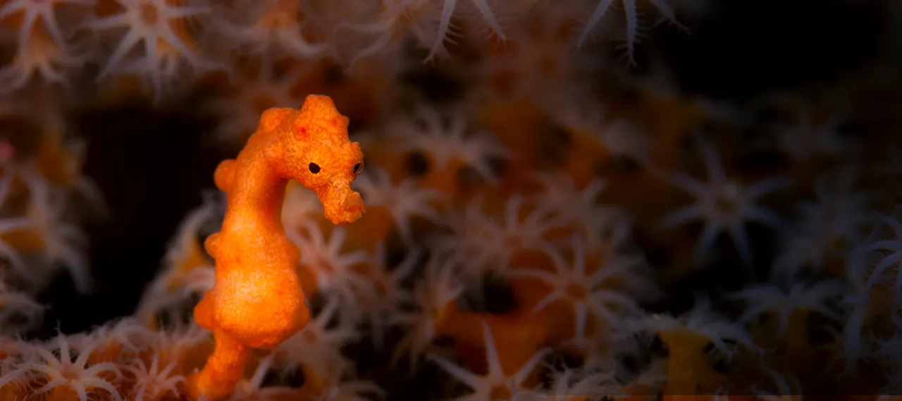 Seahorse