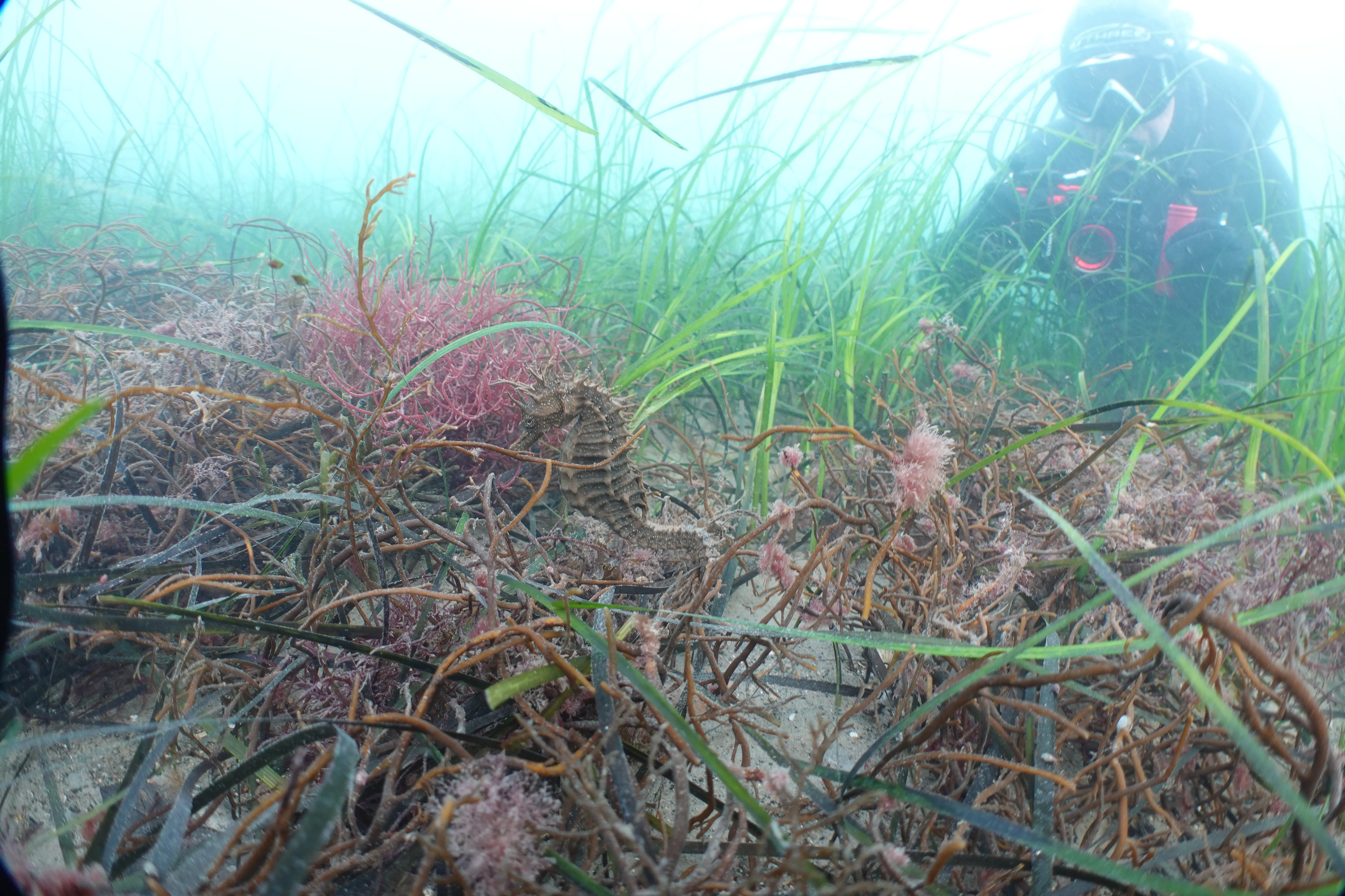 DSC00053 Left Pro Female 1Pipe