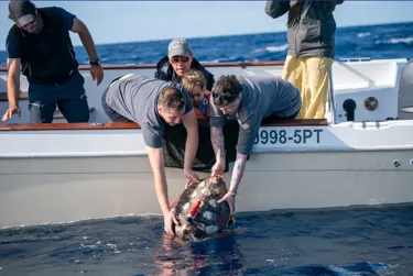 Turtle Release