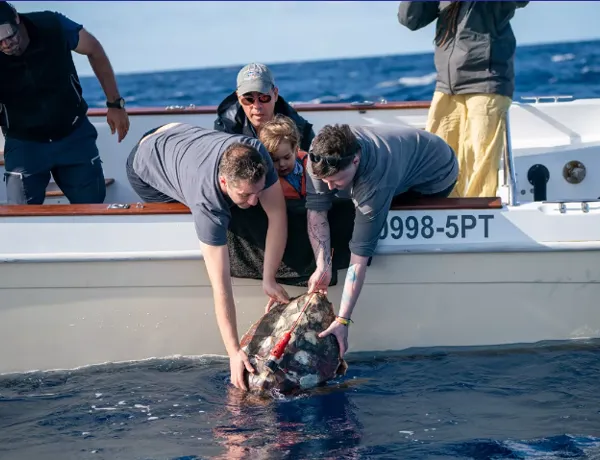 Turtle Release