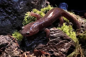 Salamander3