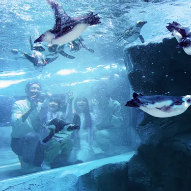 Penguins Shanghai Changfeng Ocean World