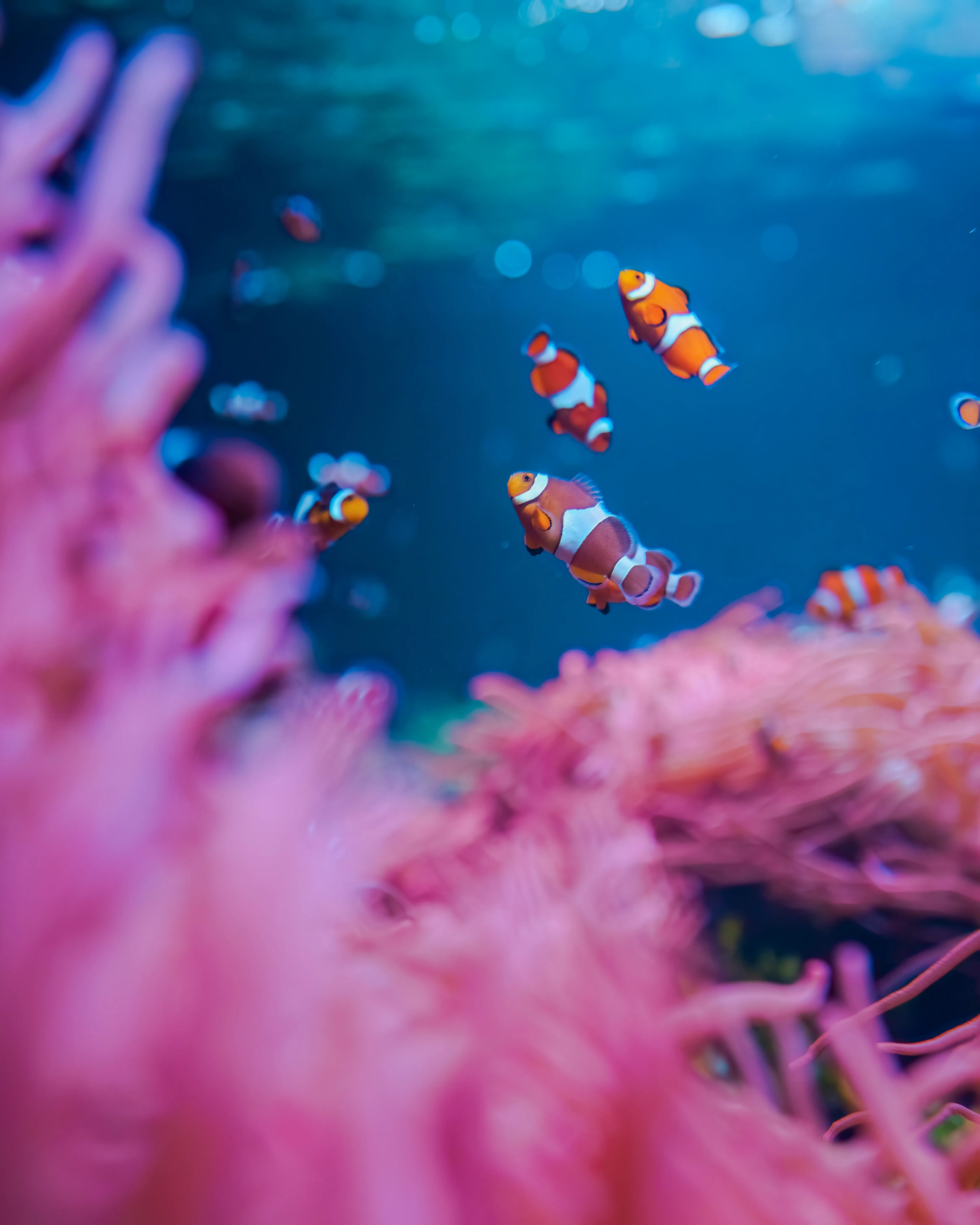 Clownfish at sea life