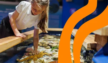 SEA LIFE Schools Image V3 1200X700