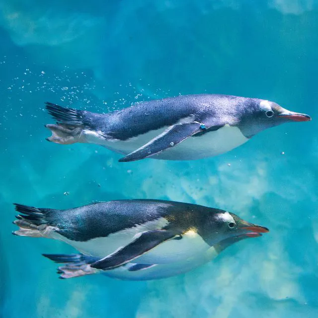 Penguin