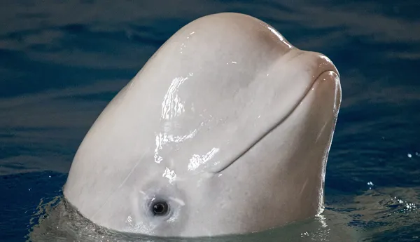 Beluga whale