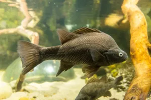 Slma Macquarie Perch 3