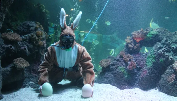 Osterhase Sealifetimmendorferstrand (2)