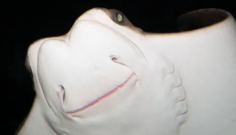 Australian Rays Rays | Official SEA LIFE Website