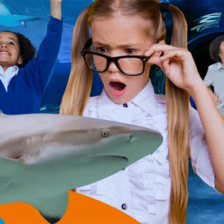 SEA LIFE Schools Image 1200X700