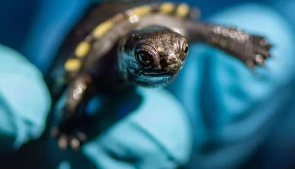 SLO Turtle Ranger