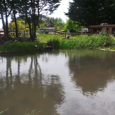 Wetlands1