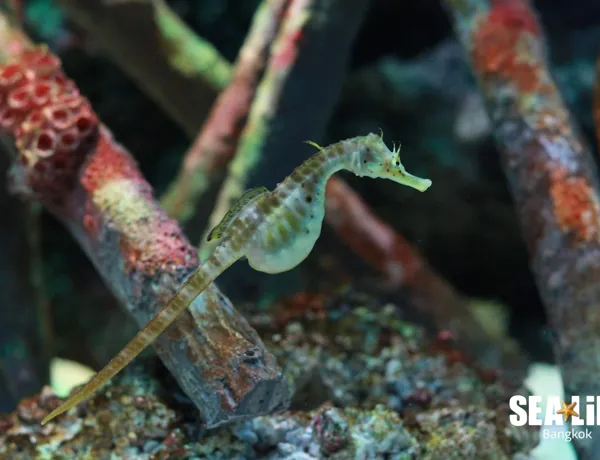 Seahorses