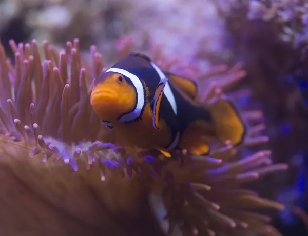 Anemonenfisch23