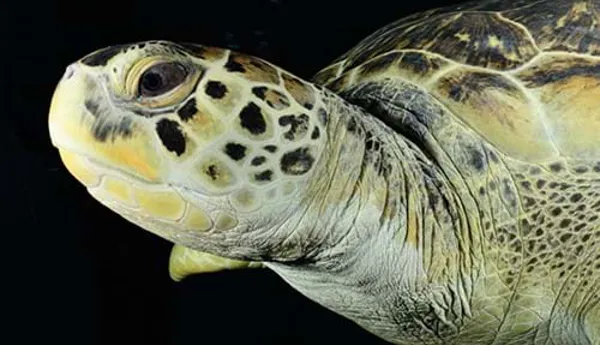 Sea turtle