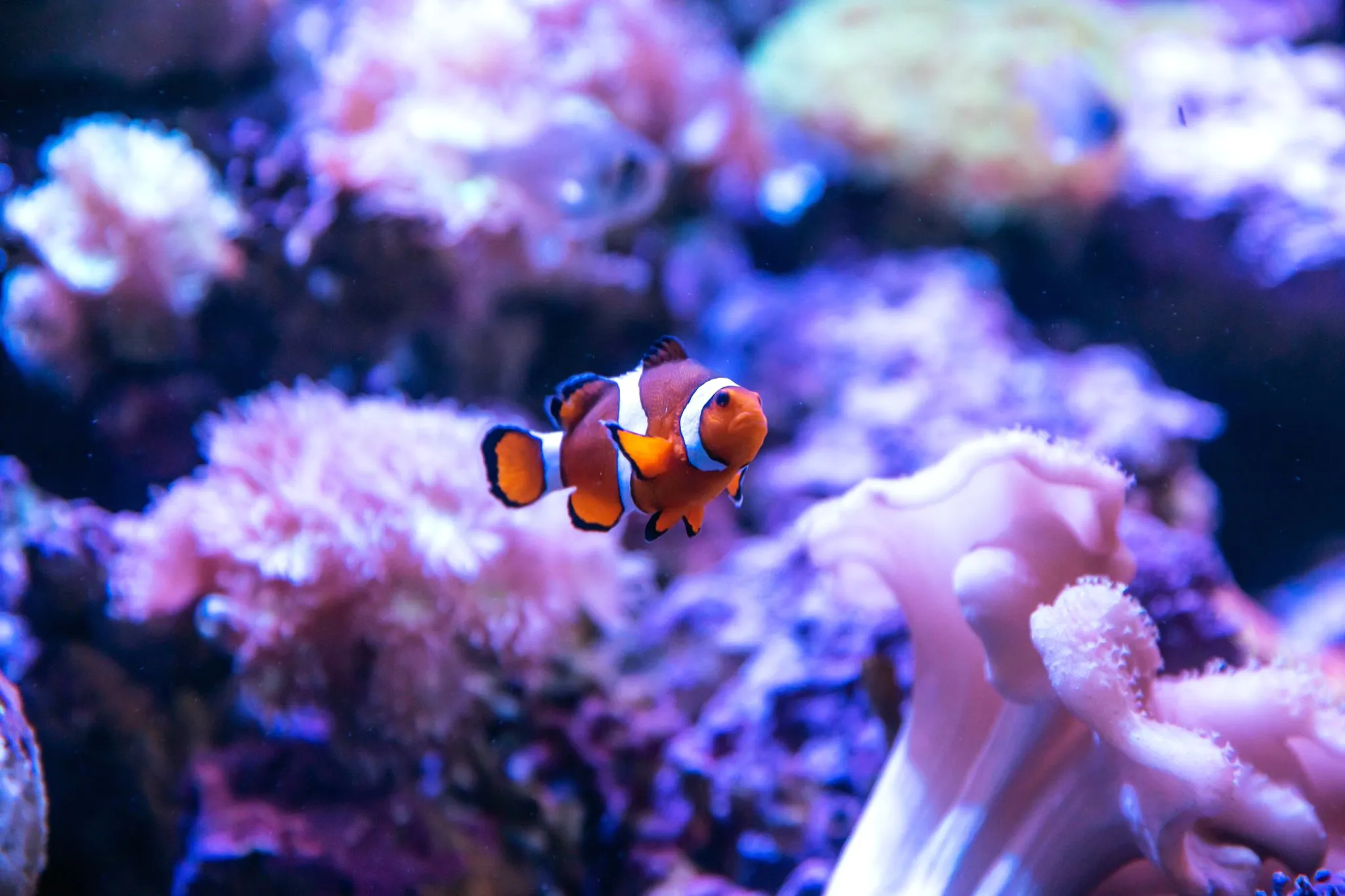 Clownfish Sydney3