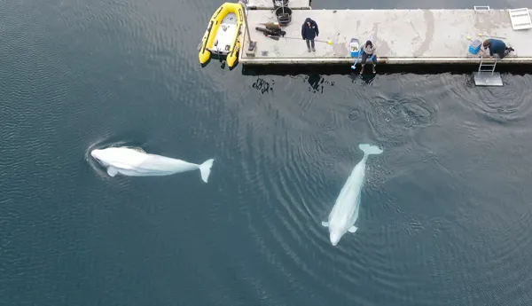 Beluga whales little white and little grey