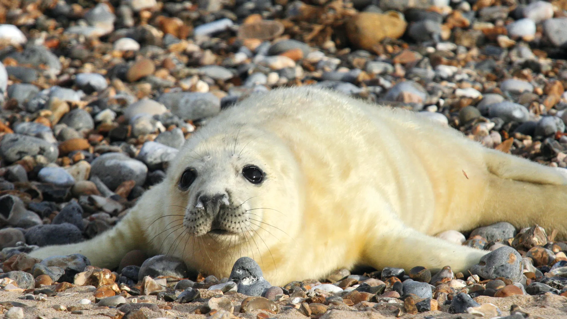 White seal pup in the wild