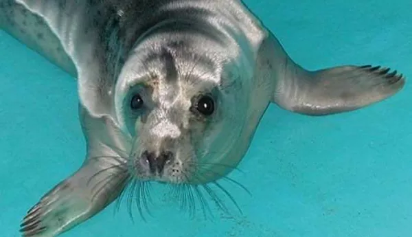 Shiny grey seals
