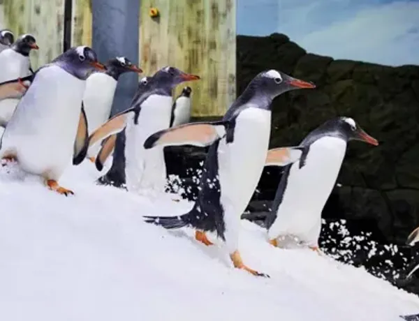 Gentoo Penguins Running