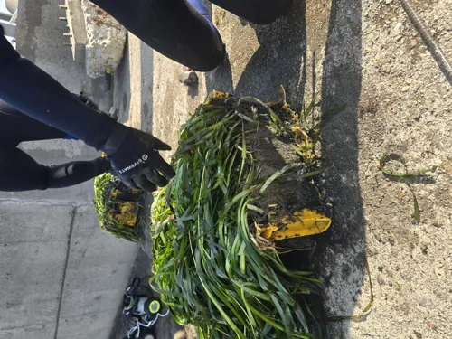 Seagrass in Busan