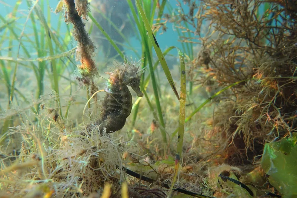 Spiny Seahorse Credit Chris Brown