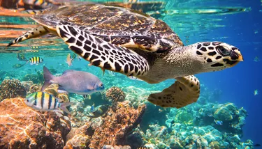 SL Blog Earth Day Image 1 720X410px