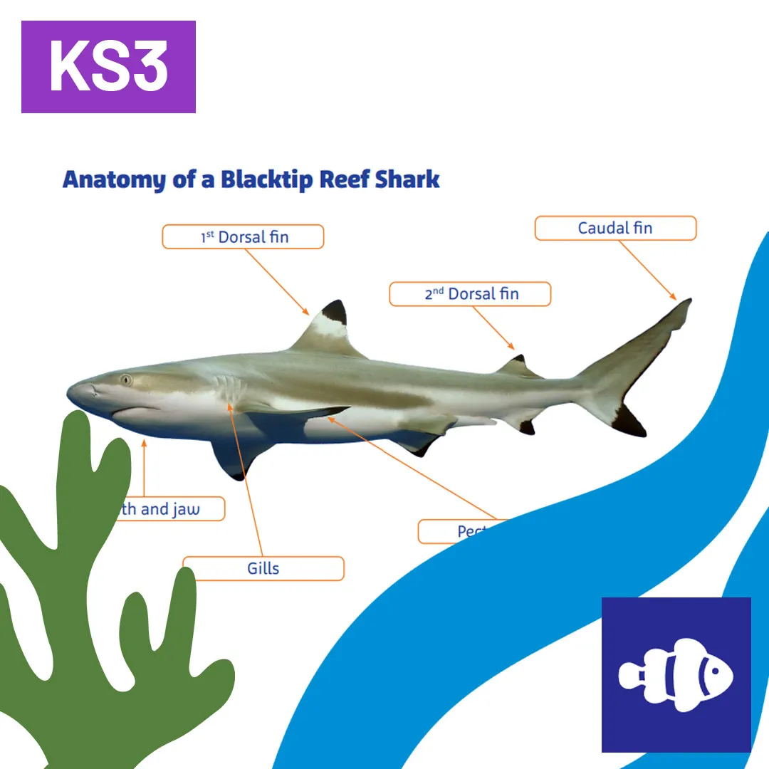 SL The Evolution Of Sharks Natural Selection 1080X1080