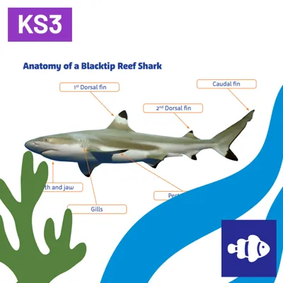 SL The Evolution Of Sharks Natural Selection 1080X1080