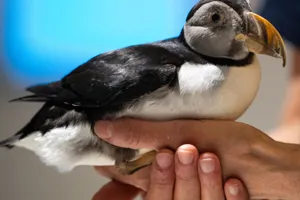 Puffin2
