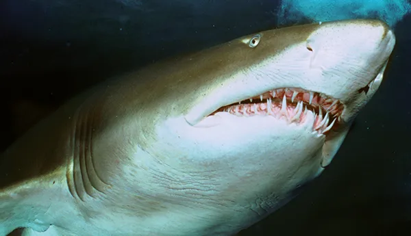 Grey nurse sharks