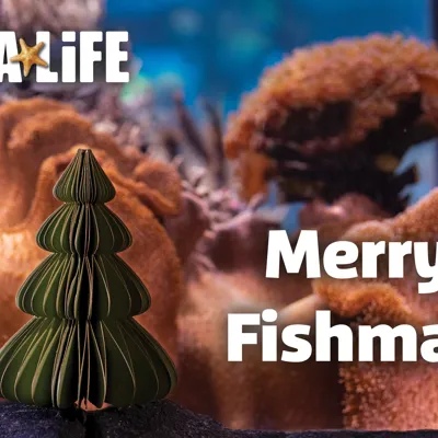 Weihnachten im SEA LIFE