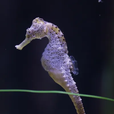 Seahorse