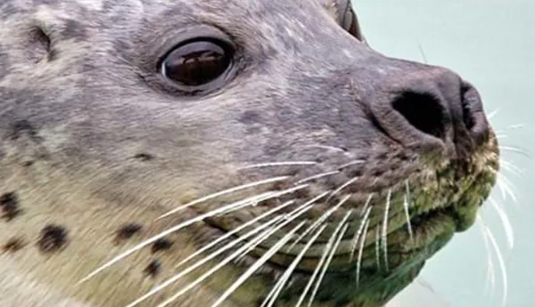 Portrait seal
