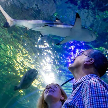 Shark