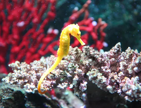 Barbour Seahorse