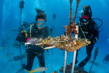 Casestudy Restore Our Global Commitment To Coral Restoration