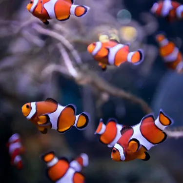 Clownfish Birrmingham
