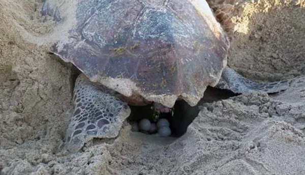 Sea turtle at home