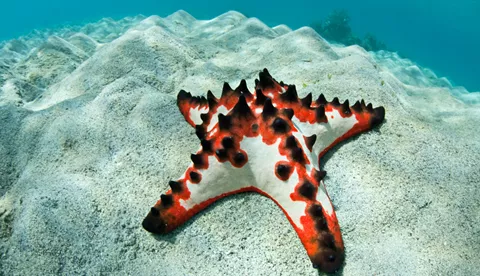 Starfish on the seabed